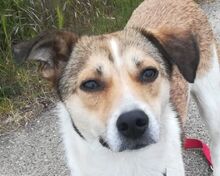 JUPPI, Hund, Mischlingshund in Köln - Bild 1