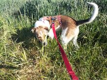 JUPPI, Hund, Mischlingshund in Köln - Bild 10
