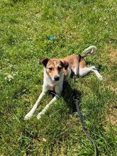 JUPPI, Hund, Mischlingshund in Köln - Bild 11
