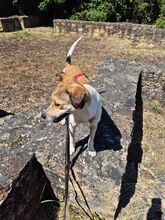 JUPPI, Hund, Mischlingshund in Köln - Bild 12