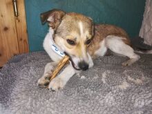 JUPPI, Hund, Mischlingshund in Köln - Bild 14