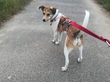 JUPPI, Hund, Mischlingshund in Köln - Bild 15