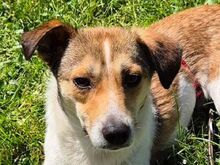 JUPPI, Hund, Mischlingshund in Köln - Bild 17