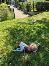 JUPPI, Hund, Mischlingshund in Köln - Bild 18