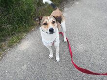 JUPPI, Hund, Mischlingshund in Köln - Bild 2