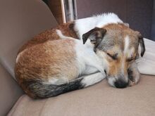 JUPPI, Hund, Mischlingshund in Köln - Bild 3