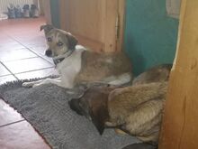 JUPPI, Hund, Mischlingshund in Köln - Bild 4