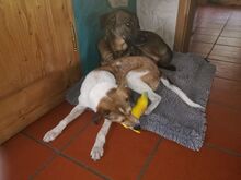 JUPPI, Hund, Mischlingshund in Köln - Bild 6
