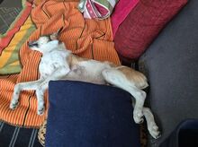 JUPPI, Hund, Mischlingshund in Köln - Bild 7