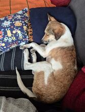 JUPPI, Hund, Mischlingshund in Köln - Bild 8