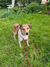 JUPPI, Hund, Mischlingshund in Köln - Bild 9