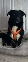 KURT, Hund, Mischlingshund in Oerlenbach - Bild 10