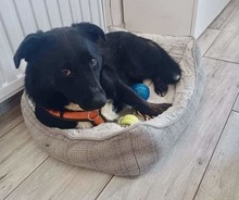 KURT, Hund, Mischlingshund in Oerlenbach - Bild 12