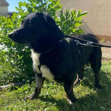 KURT, Hund, Mischlingshund in Oerlenbach - Bild 2