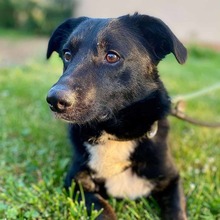 KURT, Hund, Mischlingshund in Oerlenbach - Bild 3