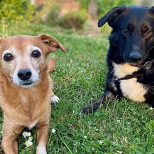 KURT, Hund, Mischlingshund in Oerlenbach - Bild 5