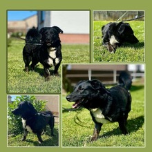 KURT, Hund, Mischlingshund in Oerlenbach - Bild 6