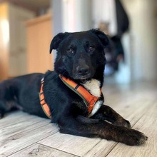 KURT, Hund, Mischlingshund in Oerlenbach - Bild 7