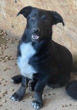 KURT, Hund, Mischlingshund in Oerlenbach - Bild 8