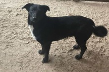 KURT, Hund, Mischlingshund in Oerlenbach - Bild 9