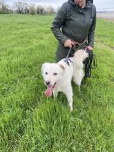 CORNELIUS, Hund, Maremmano-Mix in Italien - Bild 11