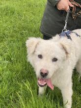 CORNELIUS, Hund, Maremmano-Mix in Italien - Bild 12