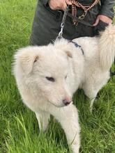 CORNELIUS, Hund, Maremmano-Mix in Italien - Bild 13