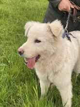 CORNELIUS, Hund, Maremmano-Mix in Italien - Bild 14