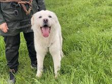 CORNELIUS, Hund, Maremmano-Mix in Italien - Bild 15