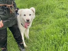 CORNELIUS, Hund, Maremmano-Mix in Italien - Bild 16