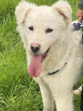 CORNELIUS, Hund, Maremmano-Mix in Italien - Bild 17
