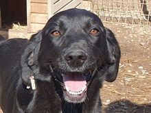 OBELIX, Hund, Pointer-Mix in Rösrath