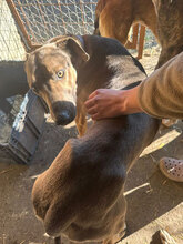 MIDAS, Hund, Mischlingshund in Rumänien - Bild 11