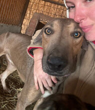 MIDAS, Hund, Mischlingshund in Rumänien - Bild 12