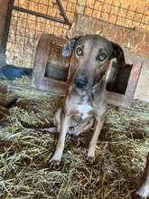 MIDAS, Hund, Mischlingshund in Rumänien - Bild 16