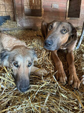 MIDAS, Hund, Mischlingshund in Rumänien - Bild 3