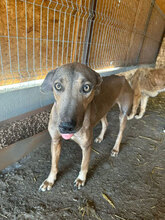 MIDAS, Hund, Mischlingshund in Rumänien - Bild 4