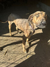 MIDAS, Hund, Mischlingshund in Rumänien - Bild 5