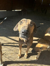 MIDAS, Hund, Mischlingshund in Rumänien - Bild 6