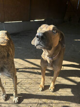 MIDAS, Hund, Mischlingshund in Rumänien - Bild 7