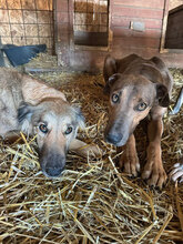 MIDAS, Hund, Mischlingshund in Rumänien - Bild 8