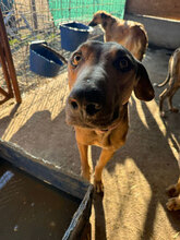MIDAS, Hund, Mischlingshund in Rumänien - Bild 9