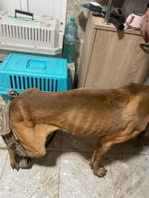 PUMBA, Hund, Mischlingshund in Rumänien - Bild 10