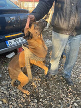 PUMBA, Hund, Mischlingshund in Rumänien - Bild 11