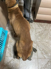 PUMBA, Hund, Mischlingshund in Rumänien - Bild 12