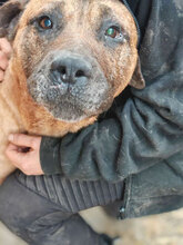 PUMBA, Hund, Mischlingshund in Rumänien - Bild 13