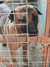 PUMBA, Hund, Mischlingshund in Rumänien - Bild 8