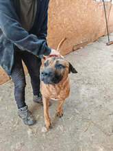 PUMBA, Hund, Mischlingshund in Rumänien - Bild 9
