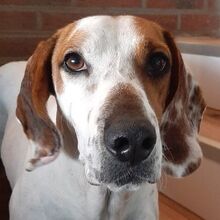 ZACK, Hund, Mischlingshund in Lübeck