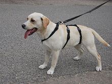 EMMA, Hund, Labrador Retriever-Mix in Ungarn - Bild 14